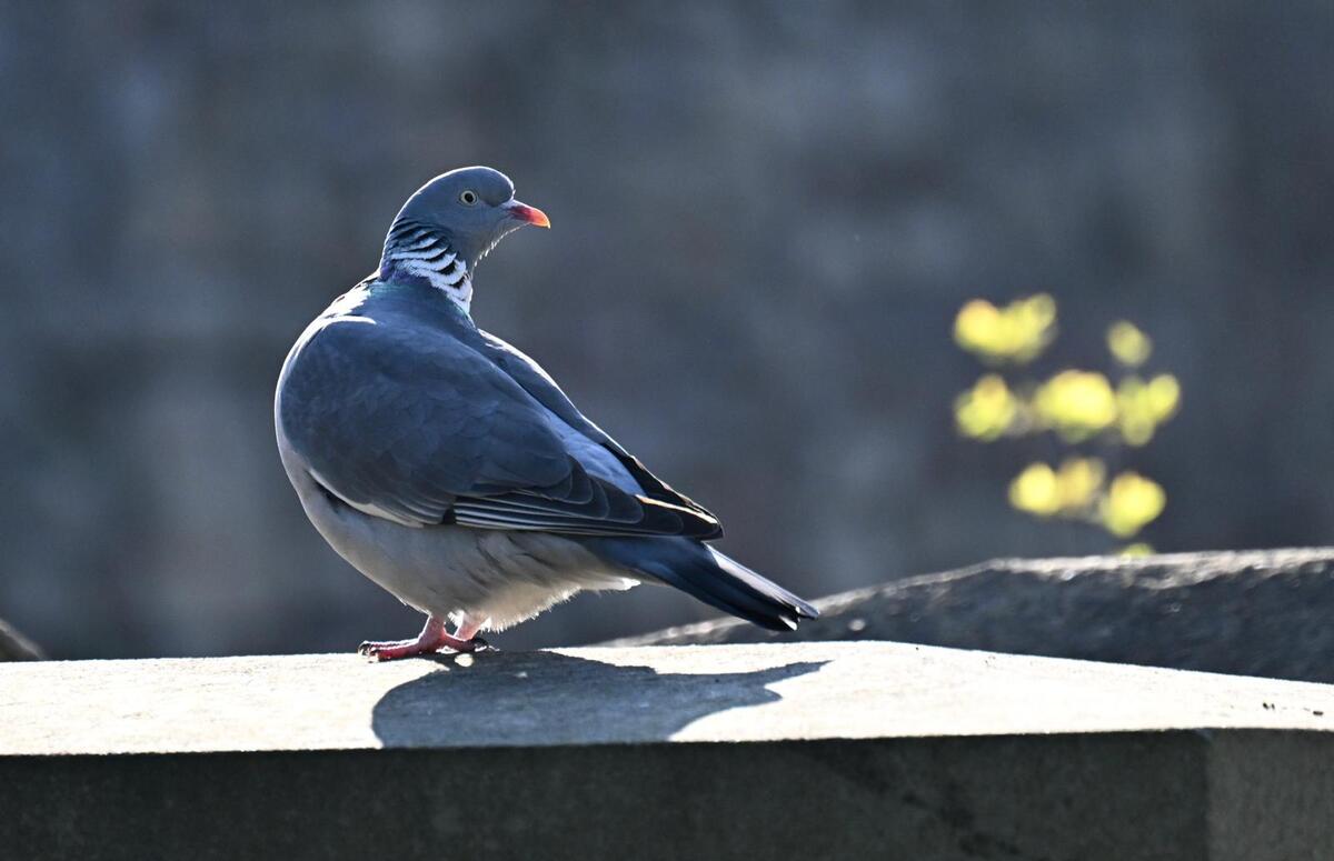2026-03-19 4 Wood pigeon